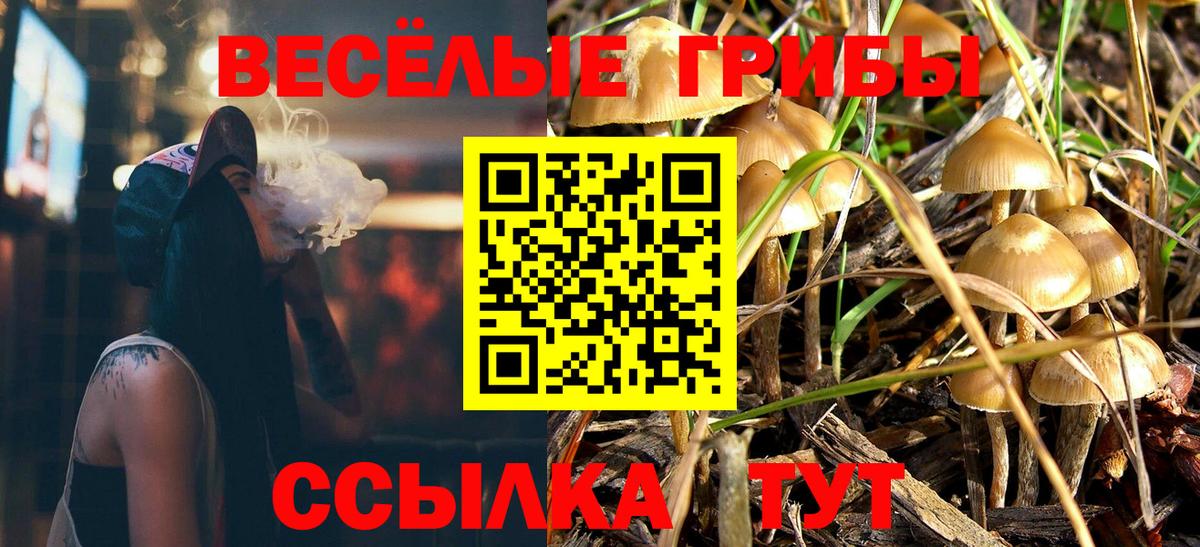 Галлюциногенные грибы Psilocybine cubensis Одинцово